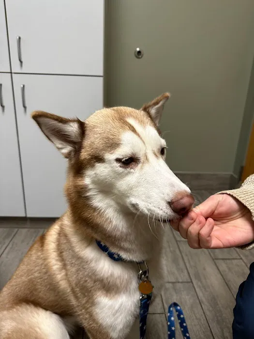 Veterinary Dermatology Service Picture 4