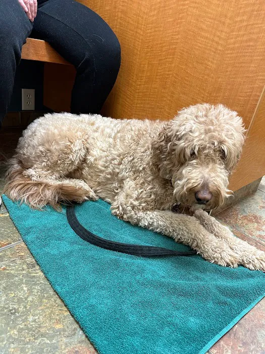 Veterinary Dermatology Service Picture 5