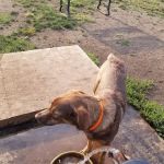 Acorn Lake Veterinary Service