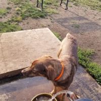 Acorn Lake Veterinary Service ico