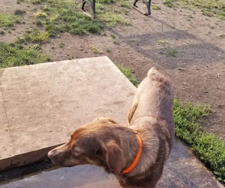 Acorn Lake Veterinary Service