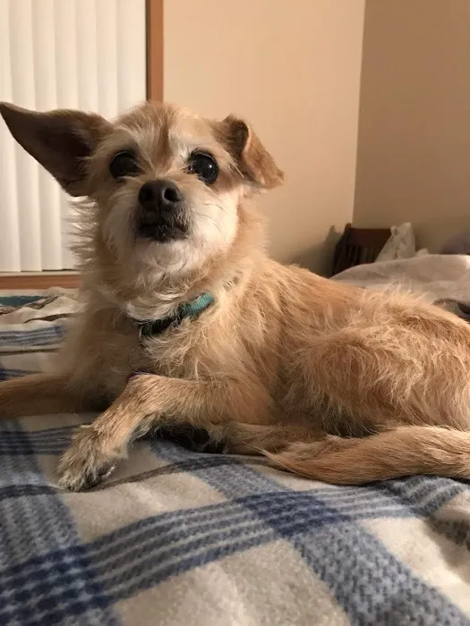 Acorn Lake Veterinary Service Picture 3