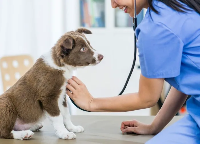 Acorn Lake Veterinary Service Picture 2