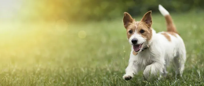 Acorn Lake Veterinary Service Picture 9