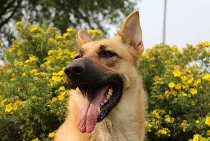 Acorn Lake Veterinary Service Picture 6