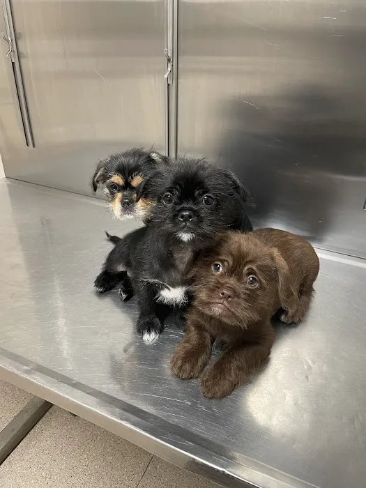 Allied Animal HealthCare Picture 2