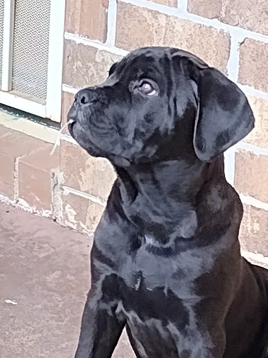 Allied Animal HealthCare Picture 4