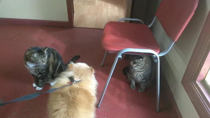 Allied Animal HealthCare Picture 1