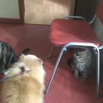 Allied Animal HealthCare