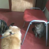 Allied Animal HealthCare ico