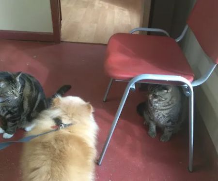 Allied Animal HealthCare