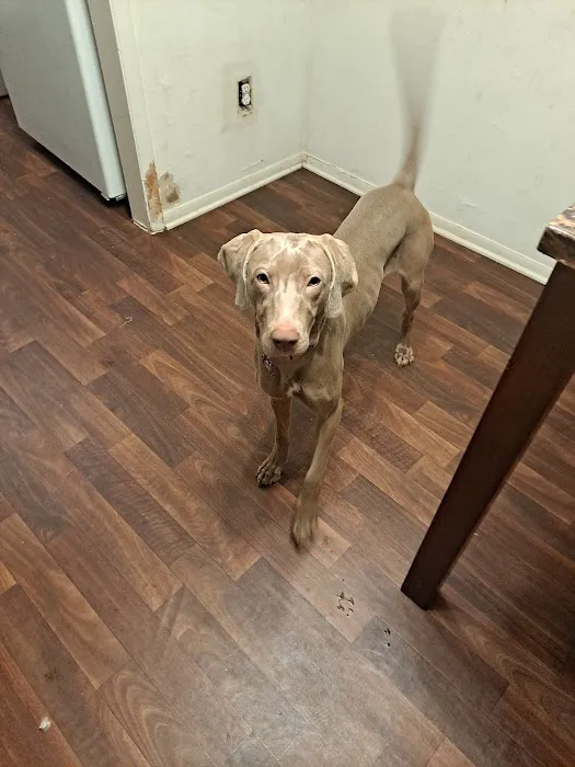 Allied Animal HealthCare Picture 3