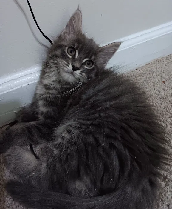 Allied Animal HealthCare Picture 8