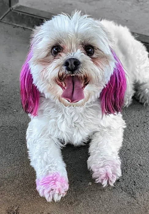 Allied Animal HealthCare Picture 7