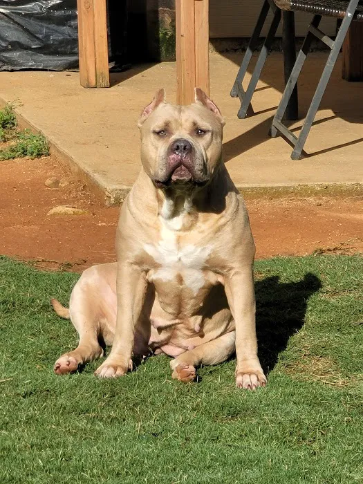 Allied Animal HealthCare Picture 10