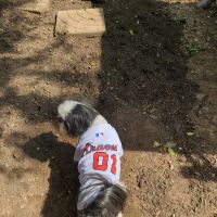 Alston Darin DVM ico