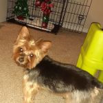 Banfield Pet Hospital