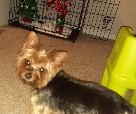 Banfield Pet Hospital