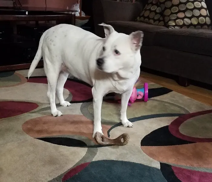 Banfield Pet Hospital Picture 4