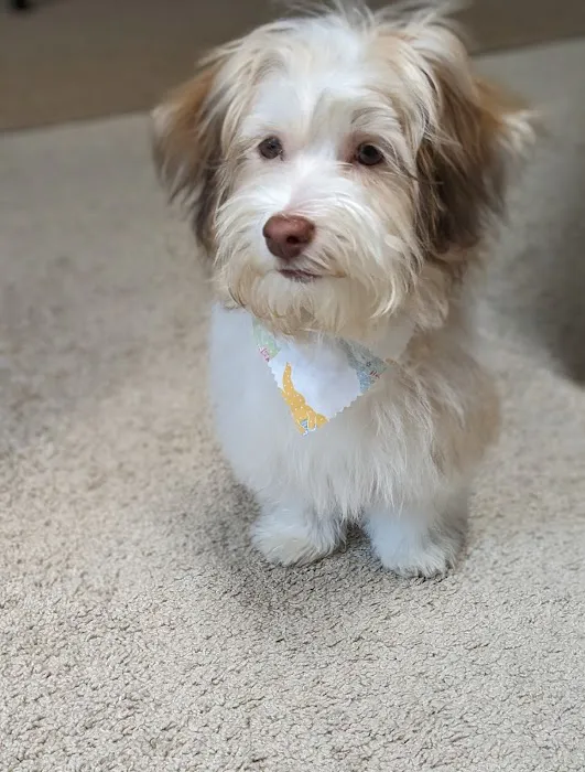 Banfield Pet Hospital Picture 5