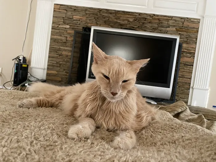 South Atlanta Veterinary Emergency & Specialty, A Thrive Pet Healthcare Partner Picture 3