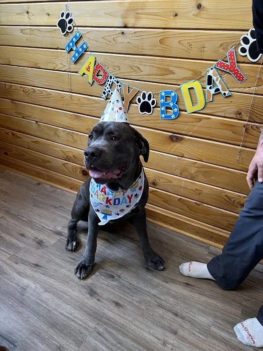 South Atlanta Veterinary Emergency & Specialty, A Thrive Pet Healthcare Partner Picture 4