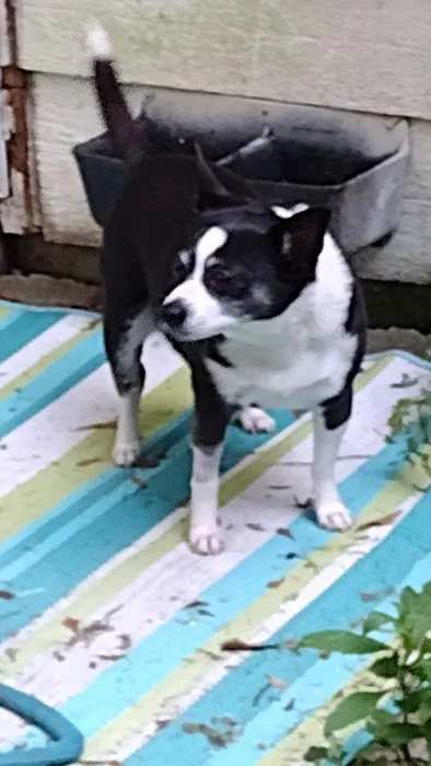 South Atlanta Veterinary Emergency & Specialty, A Thrive Pet Healthcare Partner Picture 6