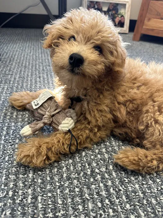 South Atlanta Veterinary Emergency & Specialty, A Thrive Pet Healthcare Partner Picture 7