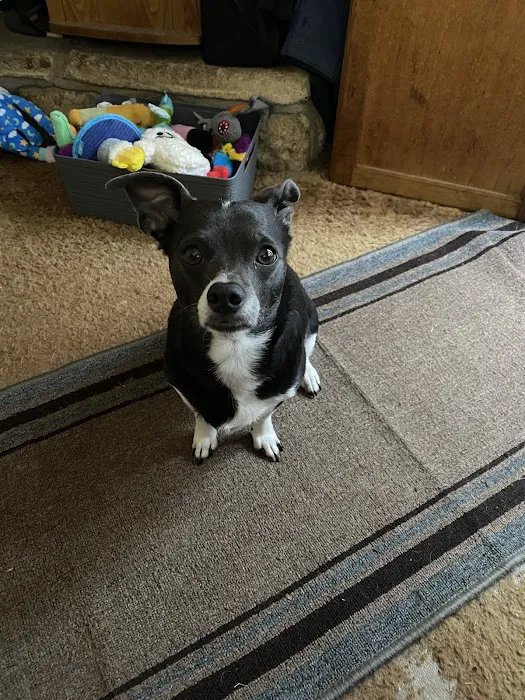 South Atlanta Veterinary Emergency & Specialty, A Thrive Pet Healthcare Partner Picture 10