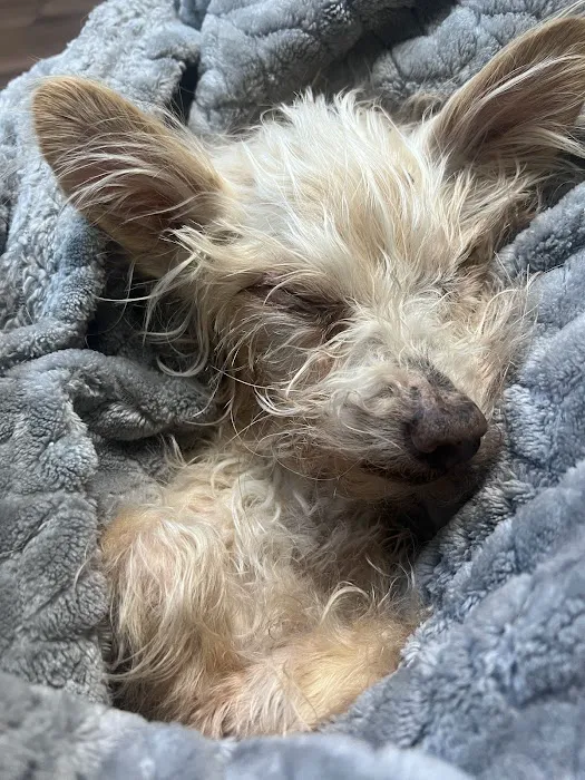 South Atlanta Veterinary Emergency & Specialty, A Thrive Pet Healthcare Partner Picture 9