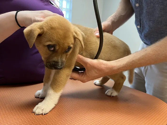 VCA College Park Animal Hospital Picture 1