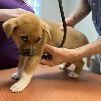 VCA College Park Animal Hospital ico