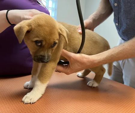 VCA College Park Animal Hospital