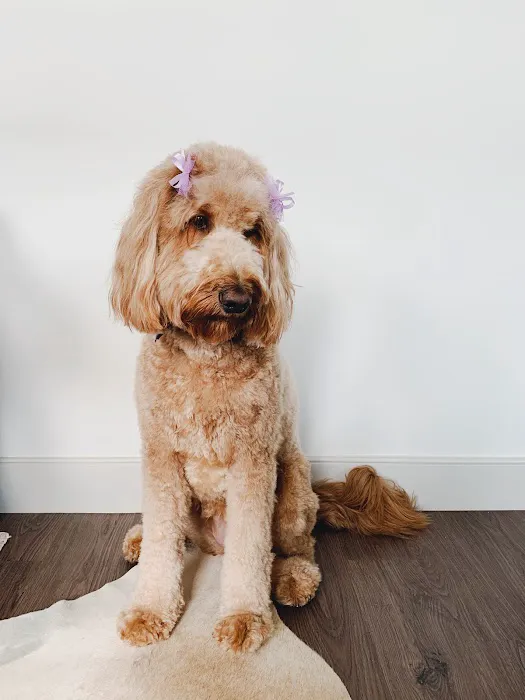 VCA College Park Animal Hospital Picture 5