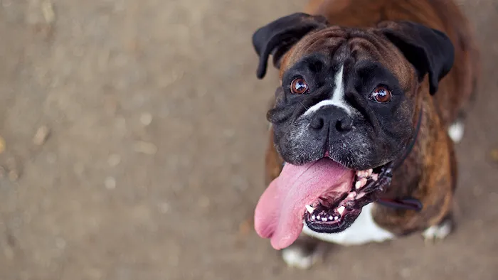 VCA College Park Animal Hospital Picture 10