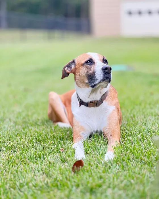 Fayetteville Animal Hospital Picture 2