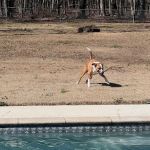 Fayetteville Animal Hospital