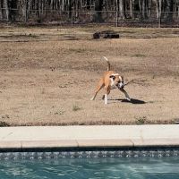 Fayetteville Animal Hospital ico