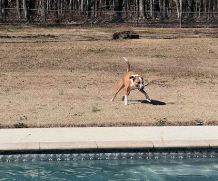 Fayetteville Animal Hospital