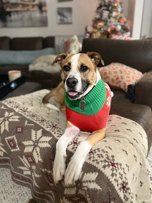 Fayetteville Animal Hospital Picture 4