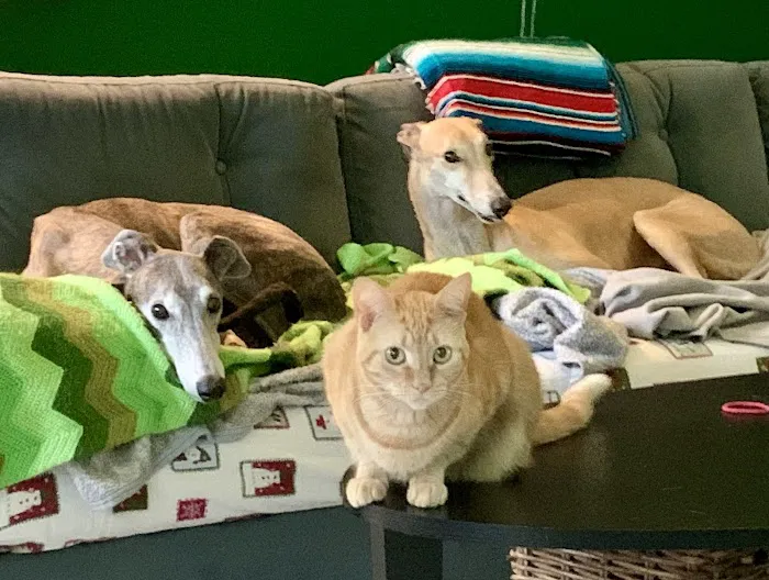 Fayette Veterinary Medical Center Picture 2