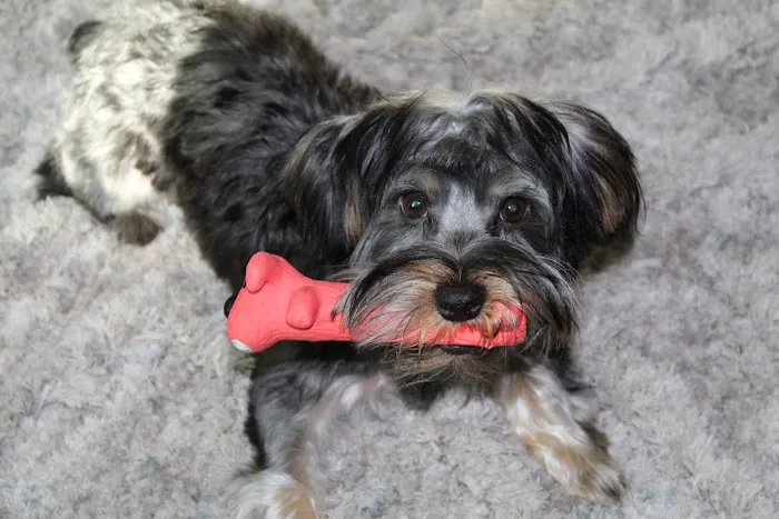 Fayette Veterinary Medical Center Picture 6