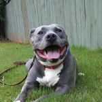 Memorial Drive Veterinary Clinic