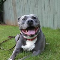 Memorial Drive Veterinary Clinic ico