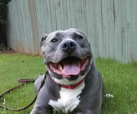 Memorial Drive Veterinary Clinic