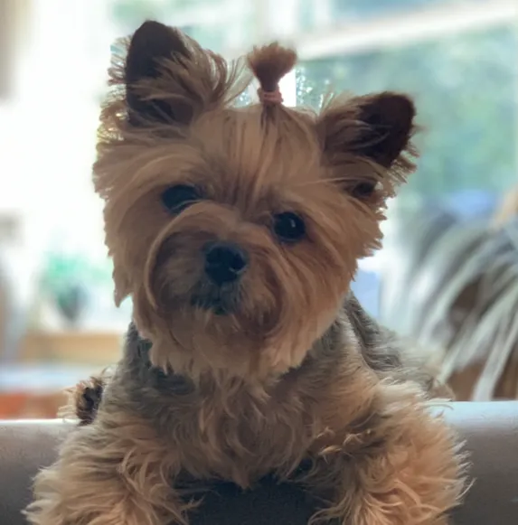 Memorial Drive Veterinary Clinic Picture 4