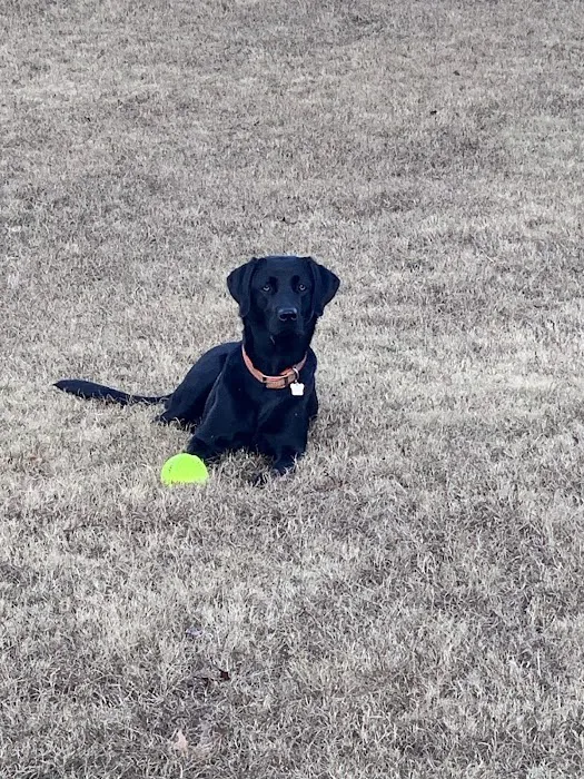 Memorial Drive Veterinary Clinic Picture 5