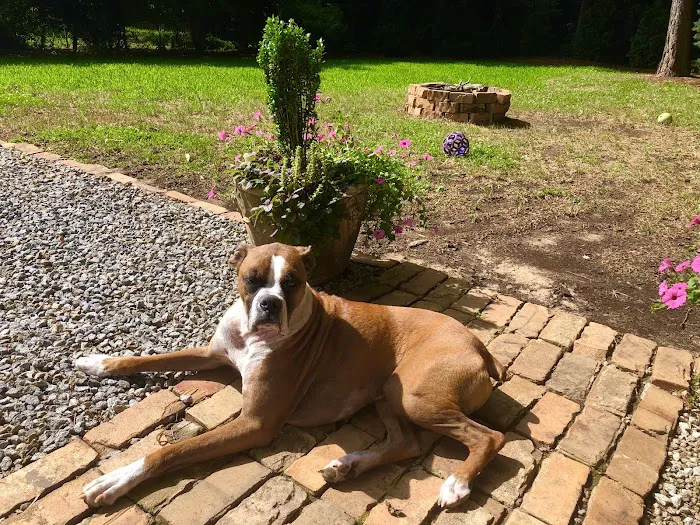 Memorial Drive Veterinary Clinic Picture 7