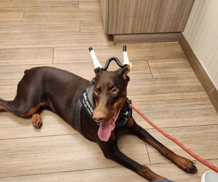 Southside Animal Hospital