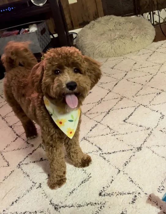 Southside Animal Hospital Picture 4